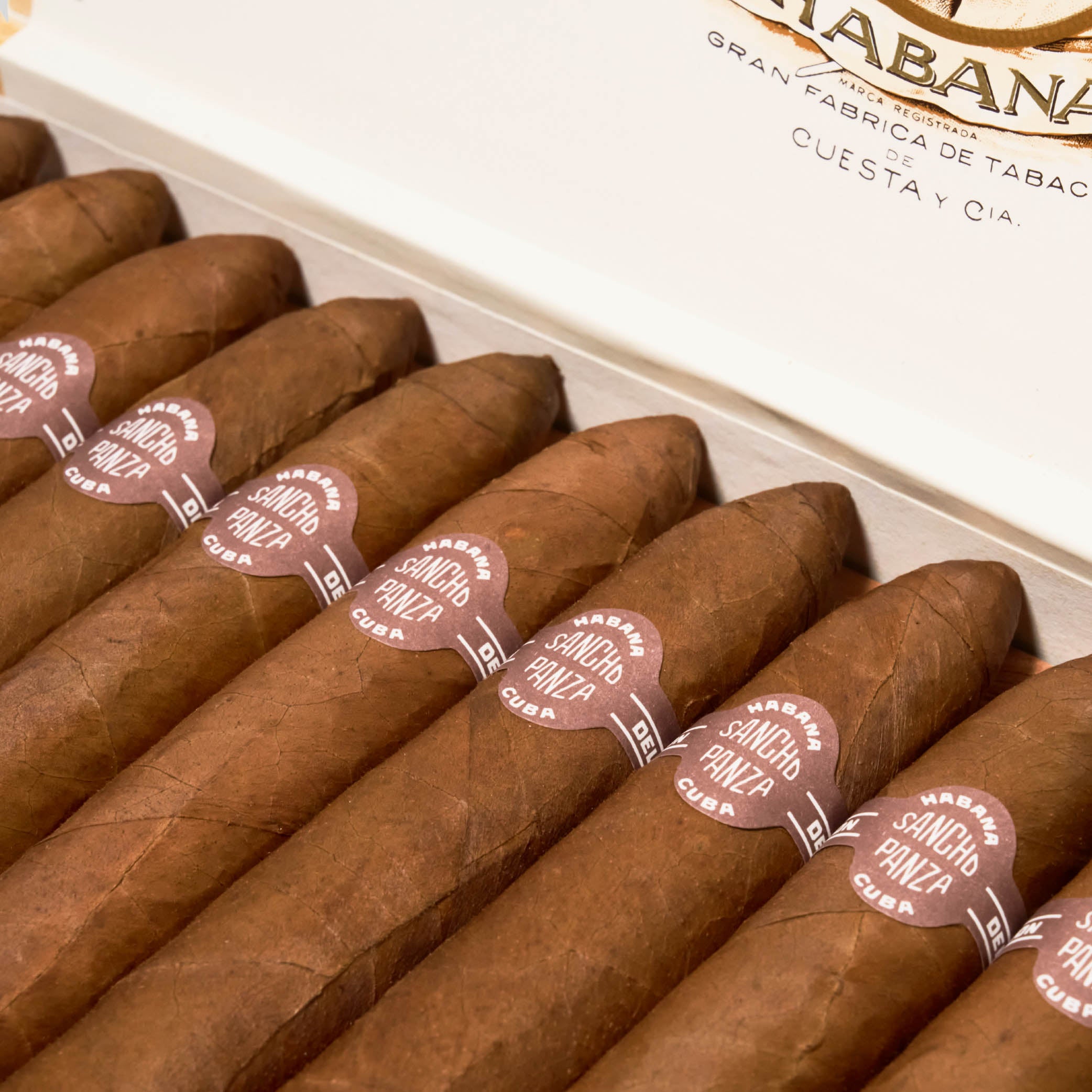 Belicosos | Box 25 | Sancho Panza cigar - HK Migratory cigars