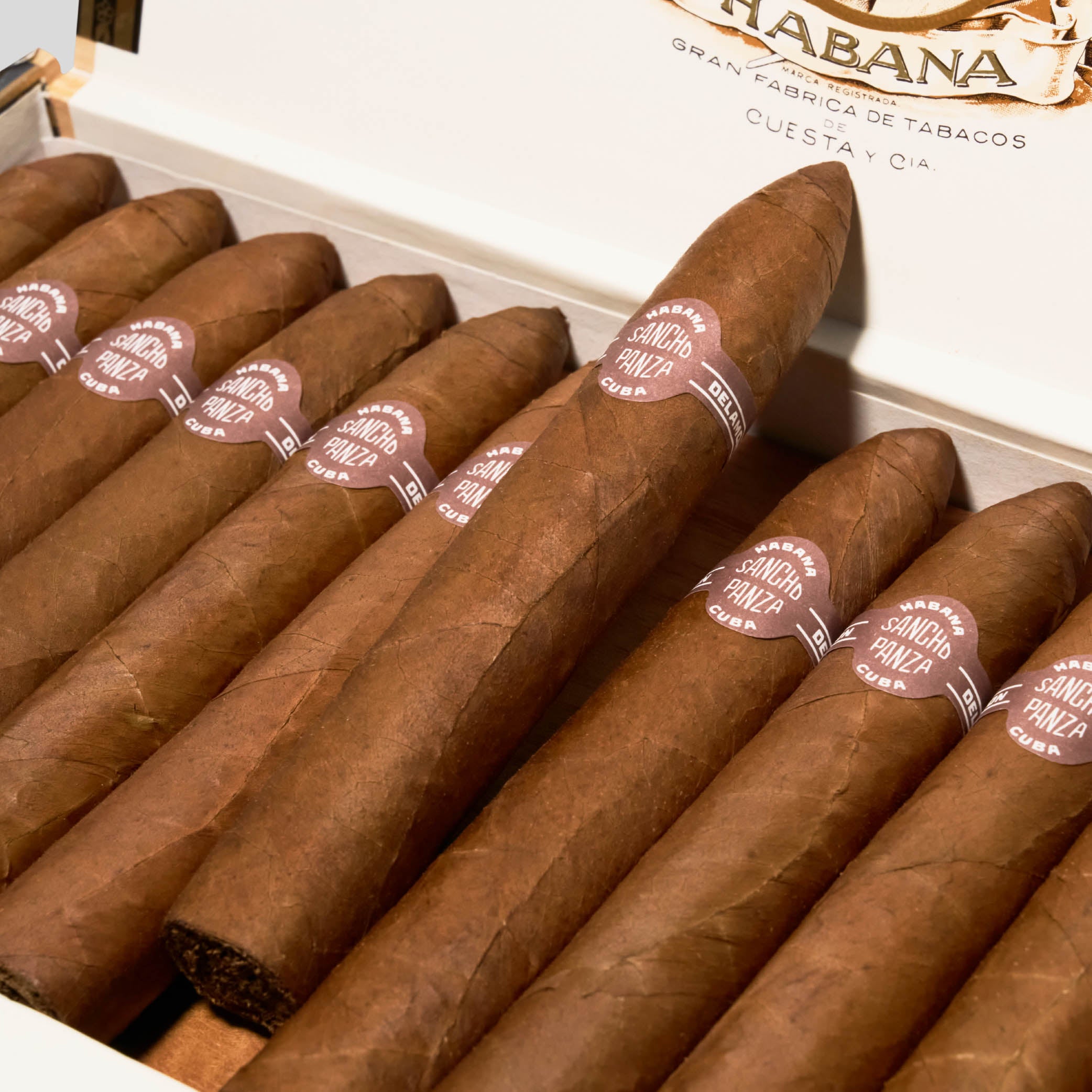 Belicosos | Box 25 | Sancho Panza cigar - HK Migratory cigars